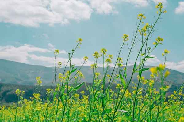 山西乡村规划师怎么报考